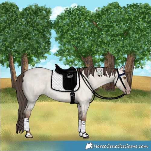 Horse Color:Classic Champagne Roan Dun 