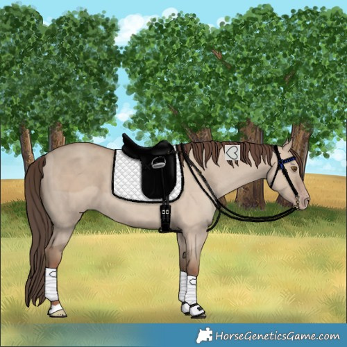 Horse Color:Classic Champagne Dun 