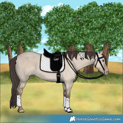 Horse Color:Classic Champagne Dun 