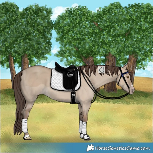 Horse Color:Classic Champagne Dun 