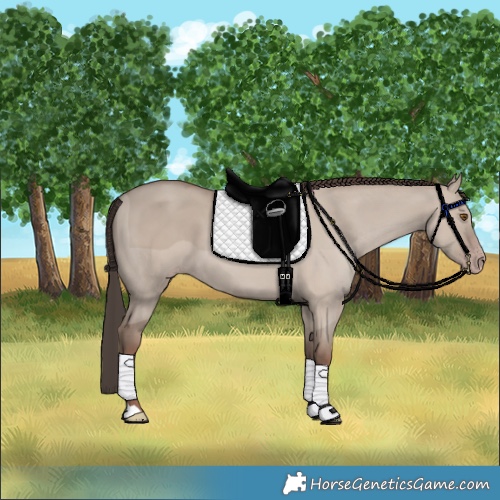 Horse Color:Classic Champagne Dun 