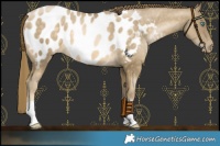 Horse Color:Buckskin Pearl Blanket
