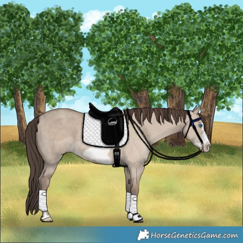 Horse Color:Classic Champagne Dun Frame 