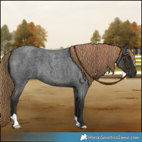 Horse Color:Liver Red Roan 