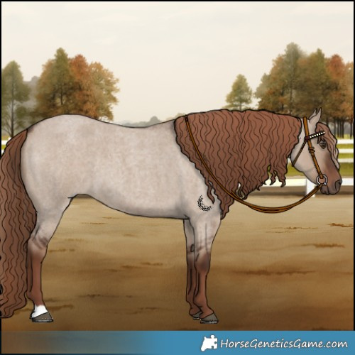 Horse Color:Liver Red Dun Roan 