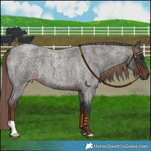 Horse Color:Liver Red Roan 