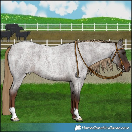 Horse Color:Liver Red Roan 