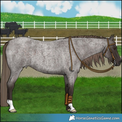 Horse Color:Liver Red Roan 