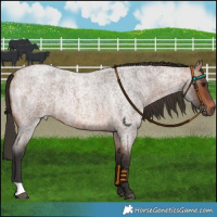 Horse Color:Bay Roan 