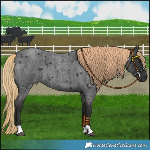 Horse Color:Liver Red Roan 