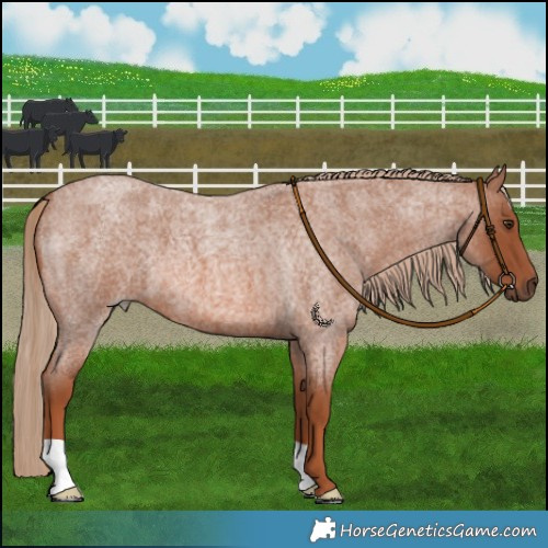 Horse Color:Red Roan 