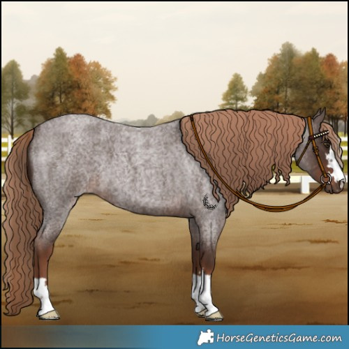 Horse Color:Liver Red Roan 