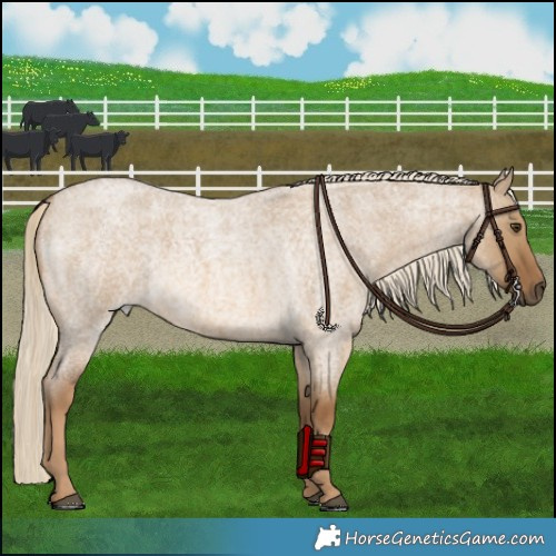 Horse Color:Chocolate Palomino Roan Dun 