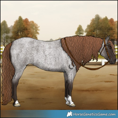 Horse Color:Liver Red Roan 