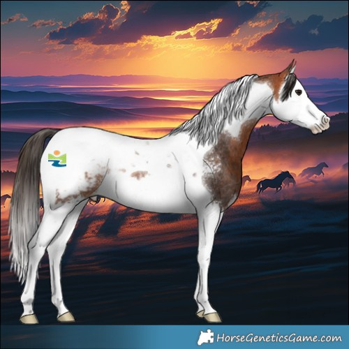 Horse Color:Bay Sabino Splash Tobiano Appaloosa Rabicano 