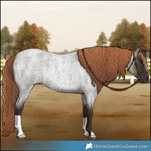 Horse Color:Liver Red Roan Rabicano 