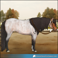 Horse Color:Bay Roan 