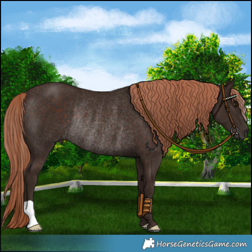 Horse Color:Liver Chestnut Rabicano 
