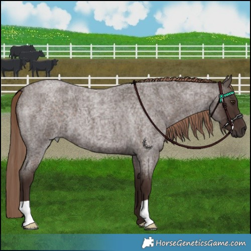 Horse Color:Liver Red Roan 