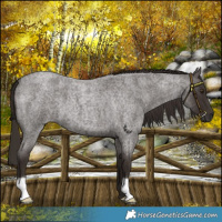 Horse Color:Liver Red Roan 