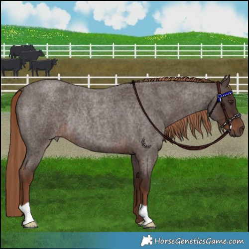 Horse Color:Liver Red Roan Rabicano