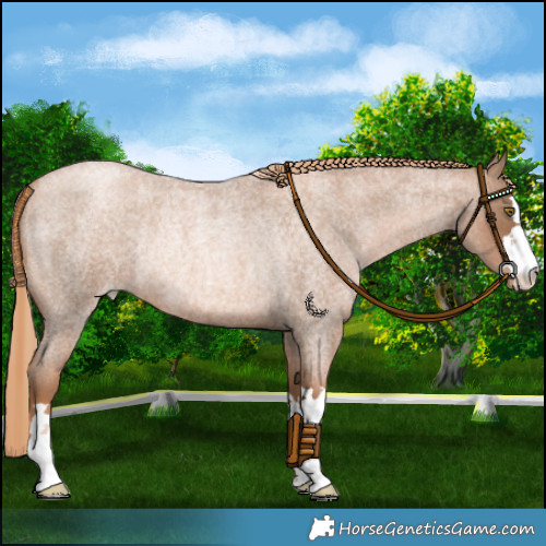 Horse Color:Liver Red Roan Pearl Rabicano 