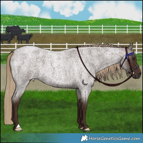 Horse Color:Liver Red Roan 