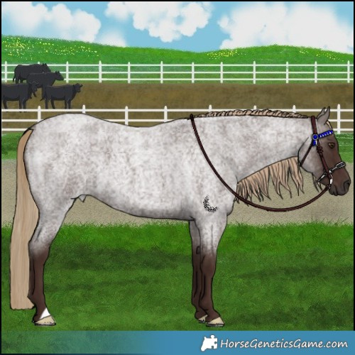 Horse Color:Liver Red Roan 