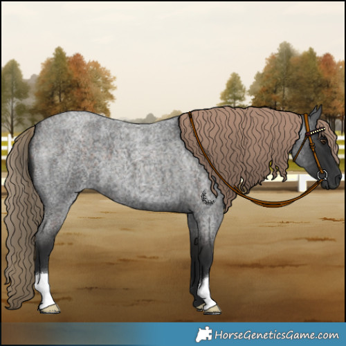 Horse Color:Liver Red Roan 
