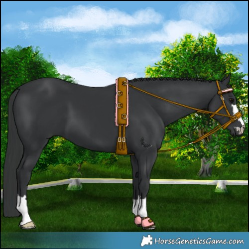 Horse Color:Black 