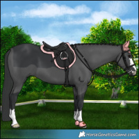 Horse Color:Black 