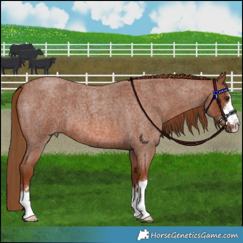 Horse Color:Red Roan 