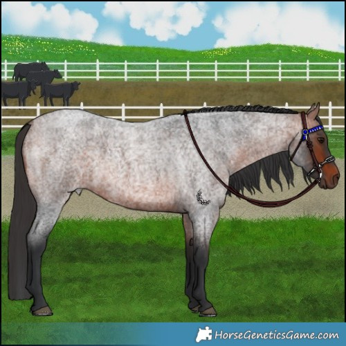 Horse Color:Brown Roan 