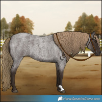 Horse Color:Liver Red Roan 