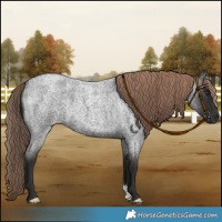 Horse Color:Liver Red Roan 