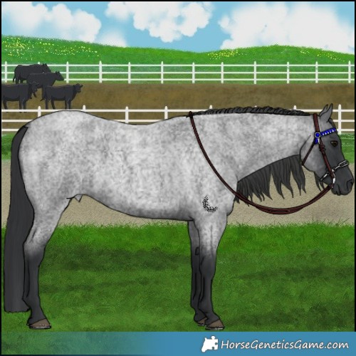 Horse Color:Blue Roan 