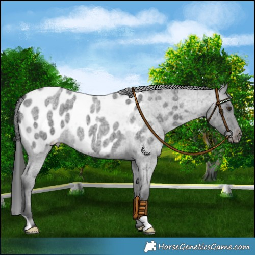 Horse Color:Liver Red Roan Near Leopard 