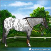 Horse Color:Liver Red Roan Appaloosa 