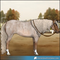 Horse Color:Chocolate Palomino Roan 