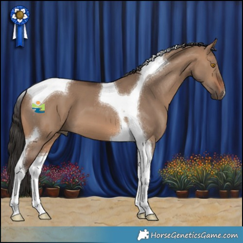Horse Color:Brown Dun Tobiano 