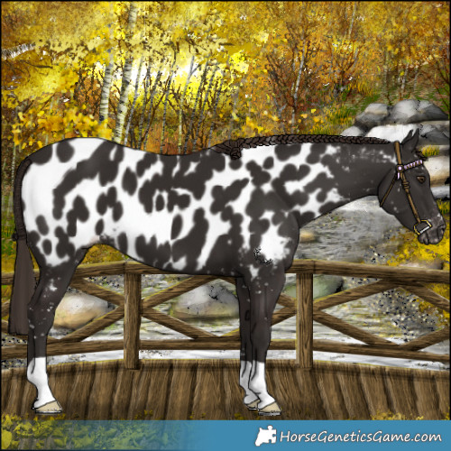 Horse Color:Liver Chestnut Near Leopard 