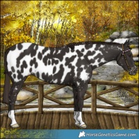 Horse Color:Liver Chestnut Near Leopard 