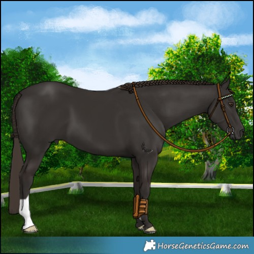 Horse Color:Liver Chestnut 
