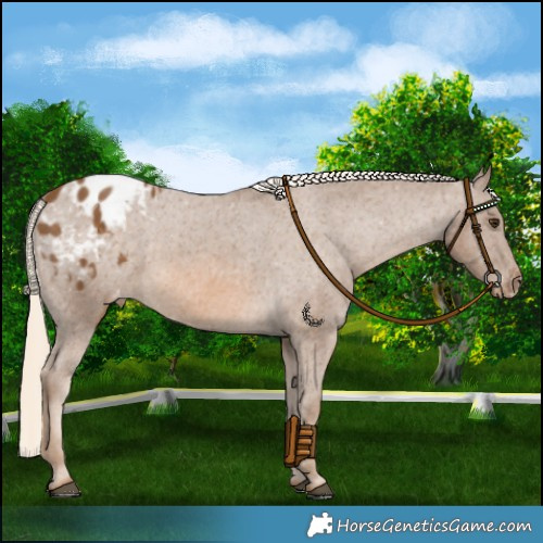 Horse Color:Chocolate Palomino Appaloosa 