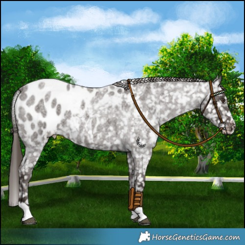Horse Color:Liver Red Roan Appaloosa 