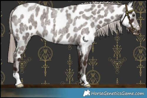 Horse Color:Liver Red Roan Appaloosa 