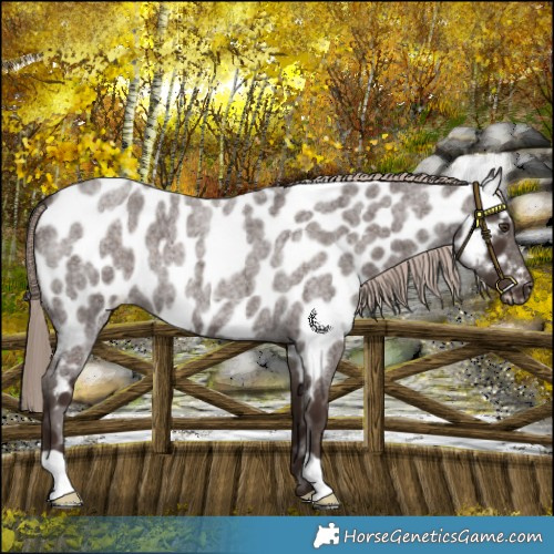Horse Color:Liver Red Roan Appaloosa 
