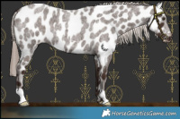 Horse Color:Liver Red Roan Appaloosa
