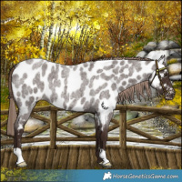 Horse Color:Liver Red Roan Appaloosa 