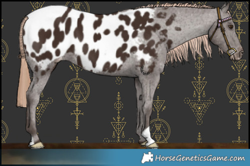 Horse Color:Liver Chestnut Near Leopard 